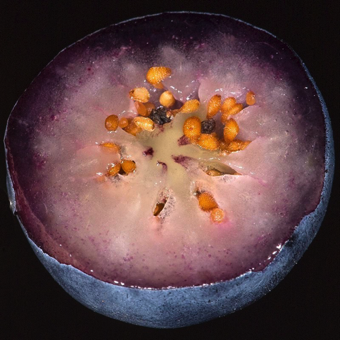 Berry - a fleshy fruit, often with many seeds, but no stoney endocarp - blueberry [Ericaceae]